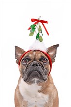 Cute French Bulldog dog wearing Christmas mistletoe headband in front of white background