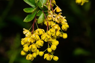 Common barberry some flower panicles with several open yellow flowers