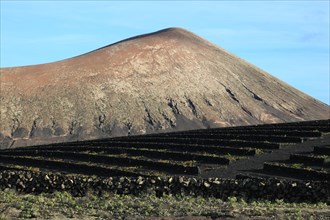 Wine growing in front of an extinct volcanic cone