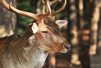 European fallow deer with sickness around eye showing bald furless patch