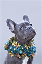 French Bulldog dog with flower collar in front of gray background