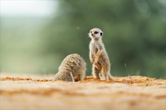 Meerkat baby stands behind its sibling