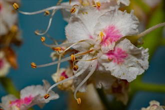 Horse chestnut open white flower