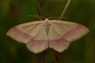 common pink-barred Moth with open wings sitting on brown stalks from behind