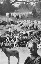 The farm animals in the German colonies in Africa