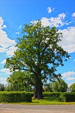 Picture oak near Albertshausen