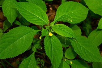 Lesser touch-me-not green leaves with yellow flowers