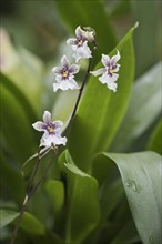 Oncidium crested flower