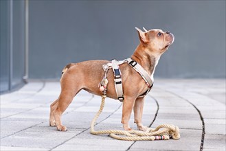 Side view of French Bulldog with dog harness with rope leash in front of gray wall