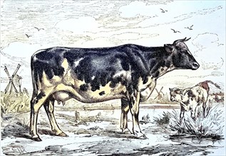 Dutch breed cow
