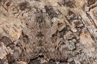 Rosy Underwing Moth with closed wings sitting on tree trunk from behind