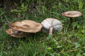 Short-stalked soft-bodied mushroom
