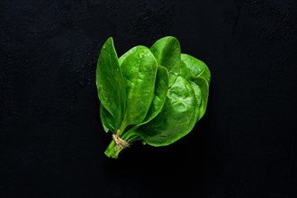 Fresh green baby spinach leaves on abstract black background