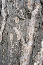 Bark of a spruce