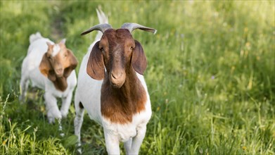 Close up goats farm