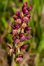 Bug orchid Inflorescence with a few open purple flowers