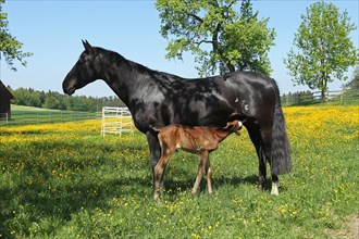Rhineland warmblood mare suckling a day-old foal in the pasture