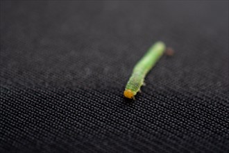 Green worm caterpillars animals isolate on black fabric background