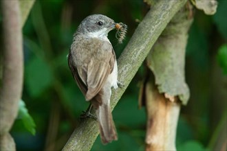 Lesser whitethroat with food in beak sitting on branch seen from behind on right side