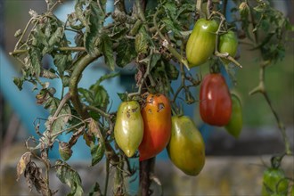 Tomatoes ripening in a garden in late summer. France