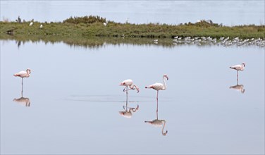 Flamingos