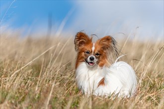 Continental Toy Spaniel on a walk in a meadow. France