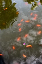 Beautiful colorful fish swim in the pond