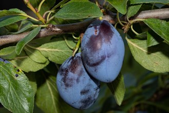 Plums on a branch with two blue fruits and green leaves