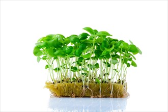 Fresh microgreens. Sprouts of green basil isolated on white background