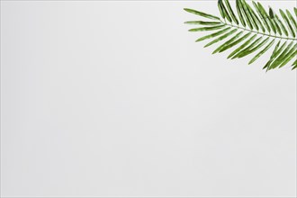 Natural green palm leaves on the corner of the white background. Resolution and high quality beautiful photo