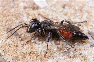 Cockroach hunting grasshopper wasp sitting on sand left looking