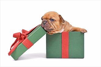 Red fawn French Bulldog puppy sitting in green Christmas gift box on white background
