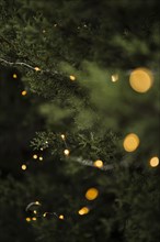 Christmas decoration with beautiful tree lights