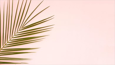 Green leaves palm tree with pink copy space background