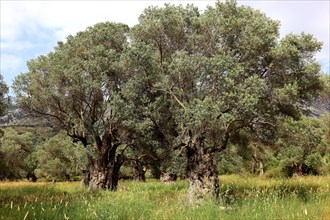 Old olive trees with thick trunks