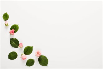 Frame made small beautiful rose buds white background