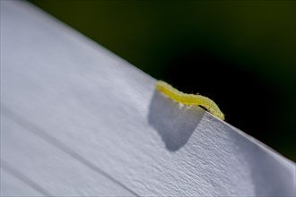 Small green caterpillar on a white wooden background