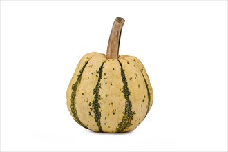 Single Sweet Dumpling Squash with green stripes on white background