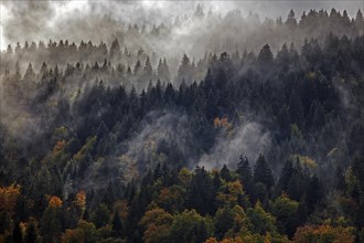 Morning mist in autumn forest