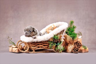 Merle French Bulldog dog puppy in Christmas sleigh carriage surrounded by seasonal decoration
