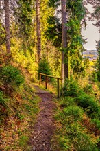 Hiking trail in the Ore Mountains below the Fichtelberg