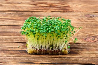 Fresh microgreens. Sprouts of mustard plant on wooden background