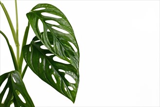 Close up of leaves of exotic Monstera Adansonii or Swiss cheese vine house plant on white background with cop space