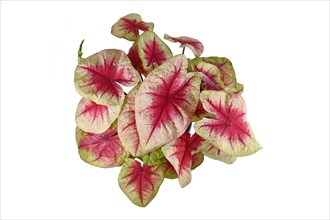 Top view of 'Caladium Lemon Blush' houseplant with pink leaves isolated on white background