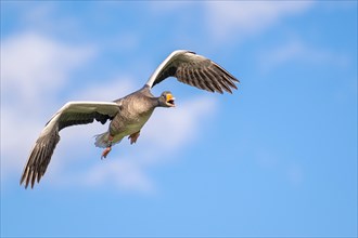 Flying greylag goose