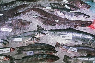Various types of sea fish in a display