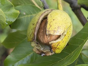 Ripe persian walnut