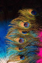Beautiful bird feathers for decorative purposes