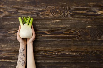 Overhead view of fresh fennel bulb in hands over wooden background