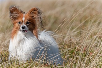 Continental Toy Spaniel on a walk in a meadow. France